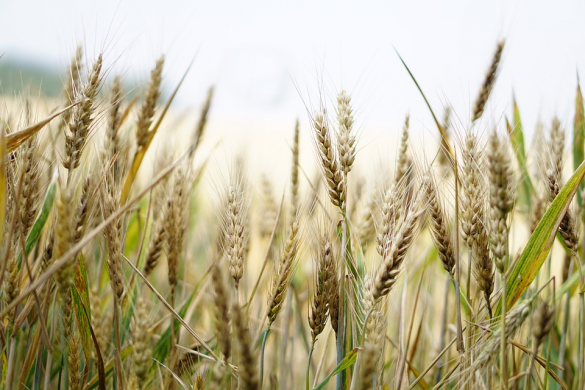 Agricultura: Ce produse si servicii beneficiaza de TVA 11%
